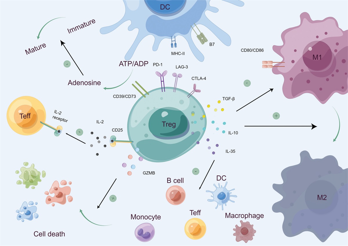 Regulatory T cells and cardiovascular diseases