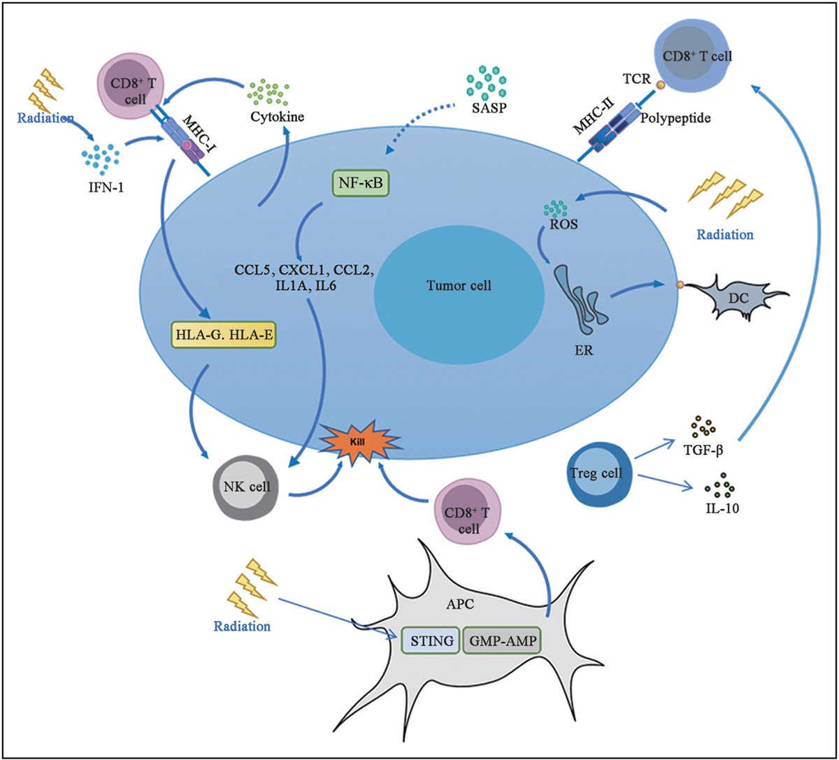 Effects of radiation therapy on tumor microenvironment: an updated review