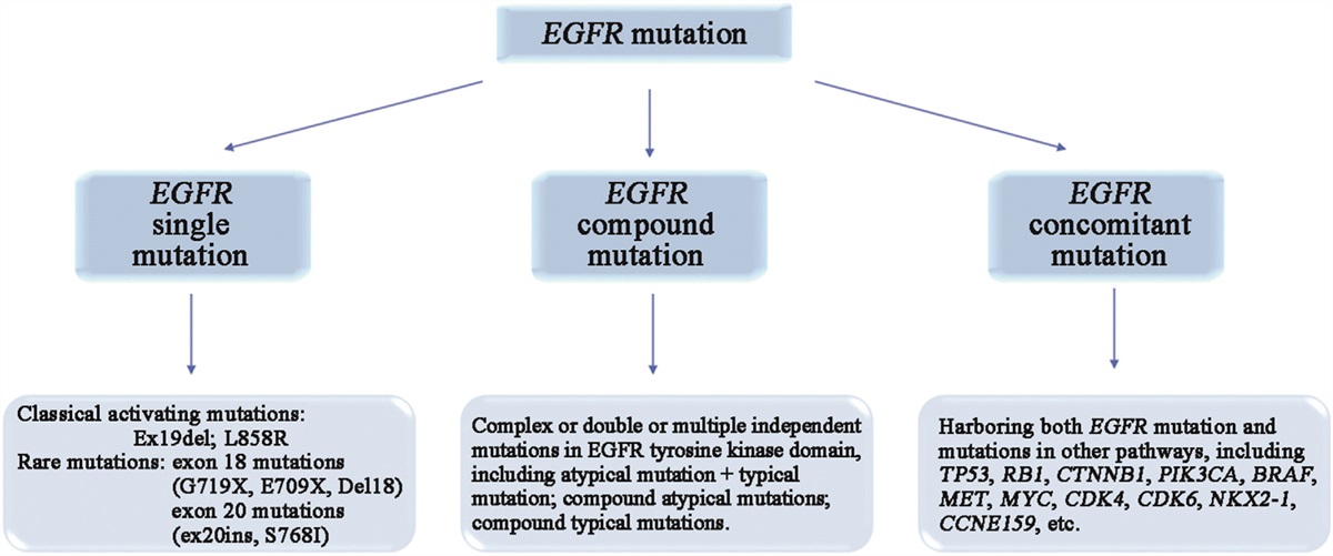 Epidermal growth factor receptor compound and concomitant mutations: advances in precision treatment strategies