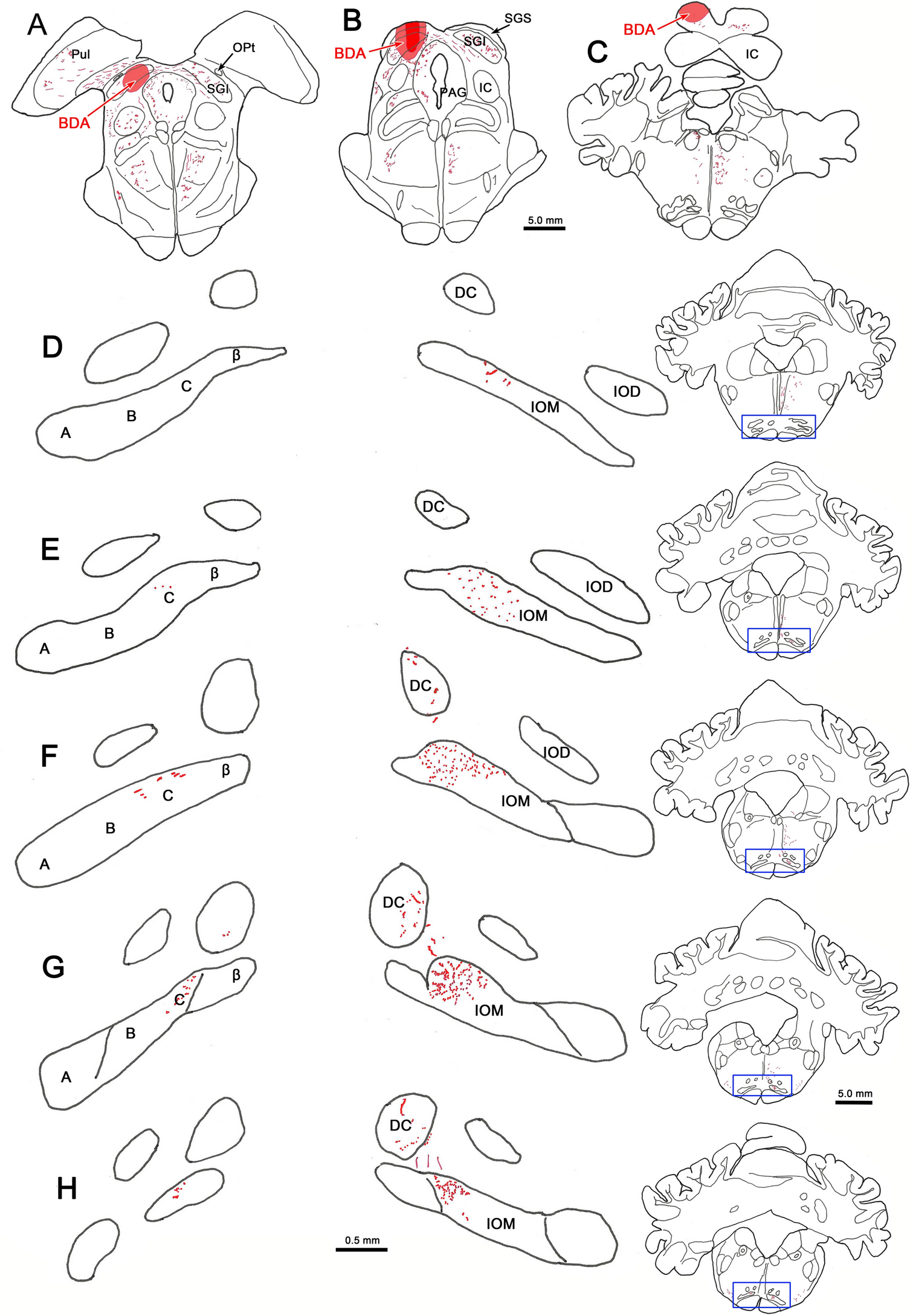The superior colliculus projection upon the macaque inferior olive