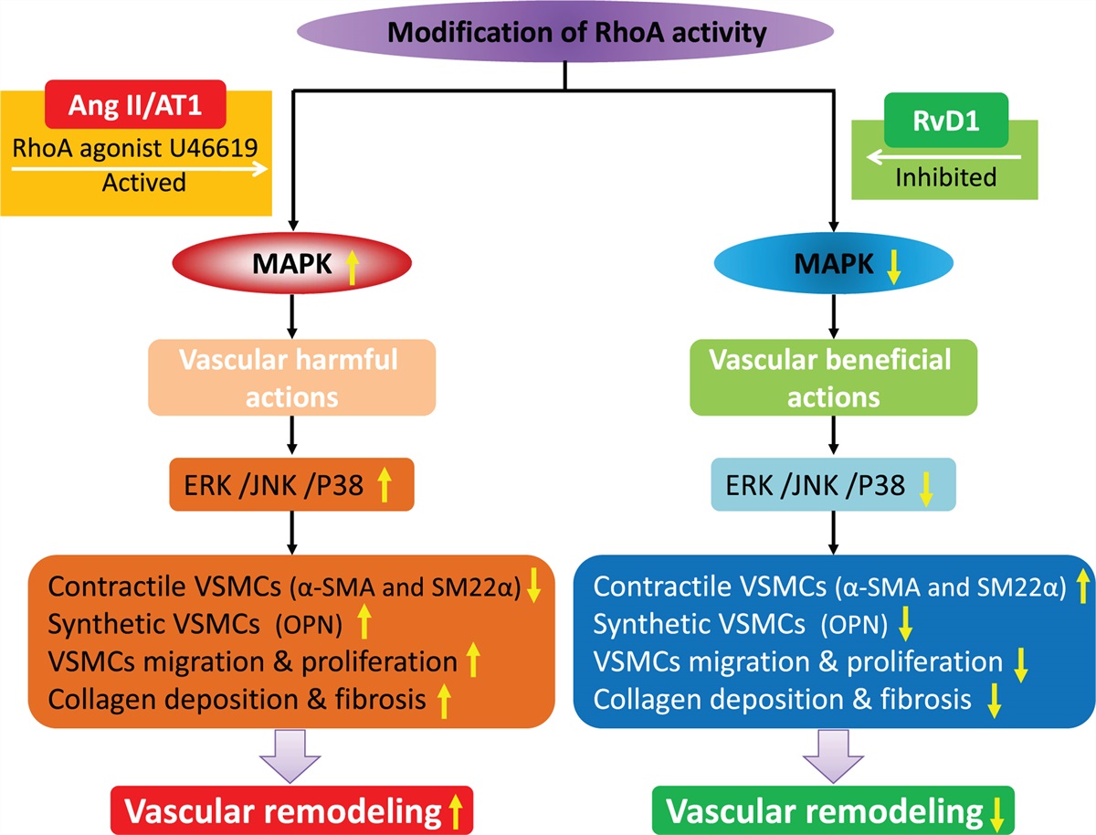 Resolvin D1 as a novel target in the management of hypertension