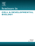 Sexual conflict drive in the rapid evolution of new gametogenesis genes