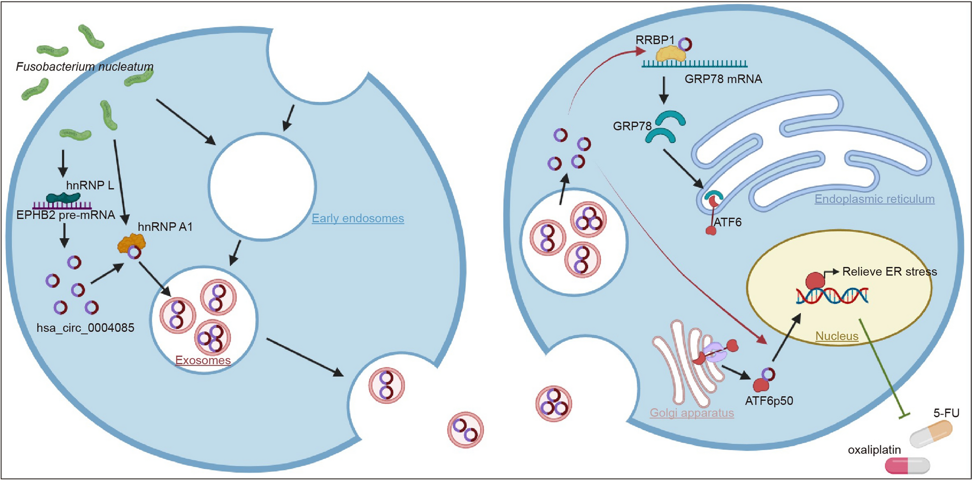 Exosomes secreted by Fusobacterium nucleatum-infected colon cancer cells transmit resistance to oxaliplatin and 5-FU by delivering hsa_circ_0004085