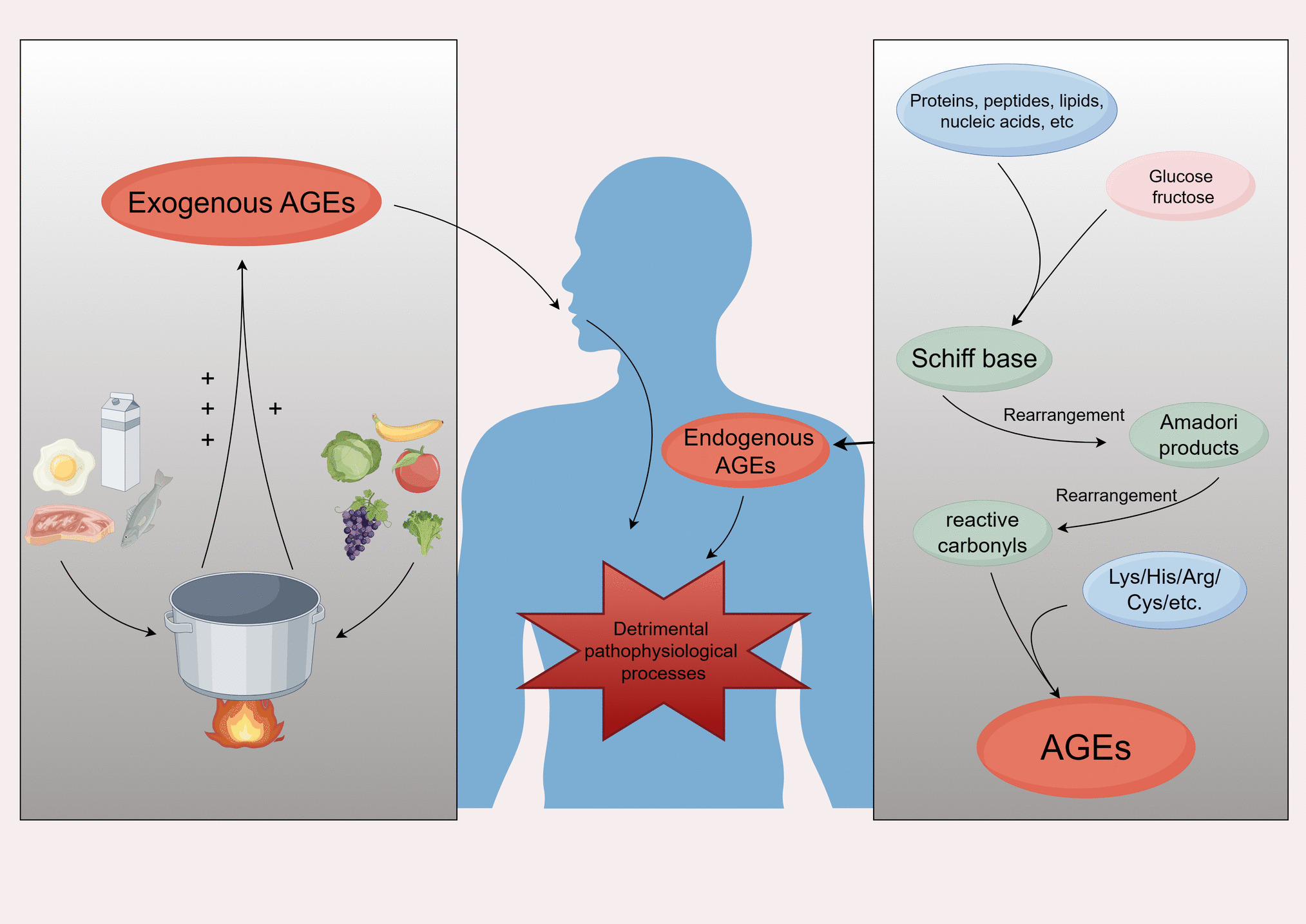 AGE-RAGE Axis and Cardiovascular Diseases: Pathophysiologic Mechanisms and Prospects for Clinical Applications