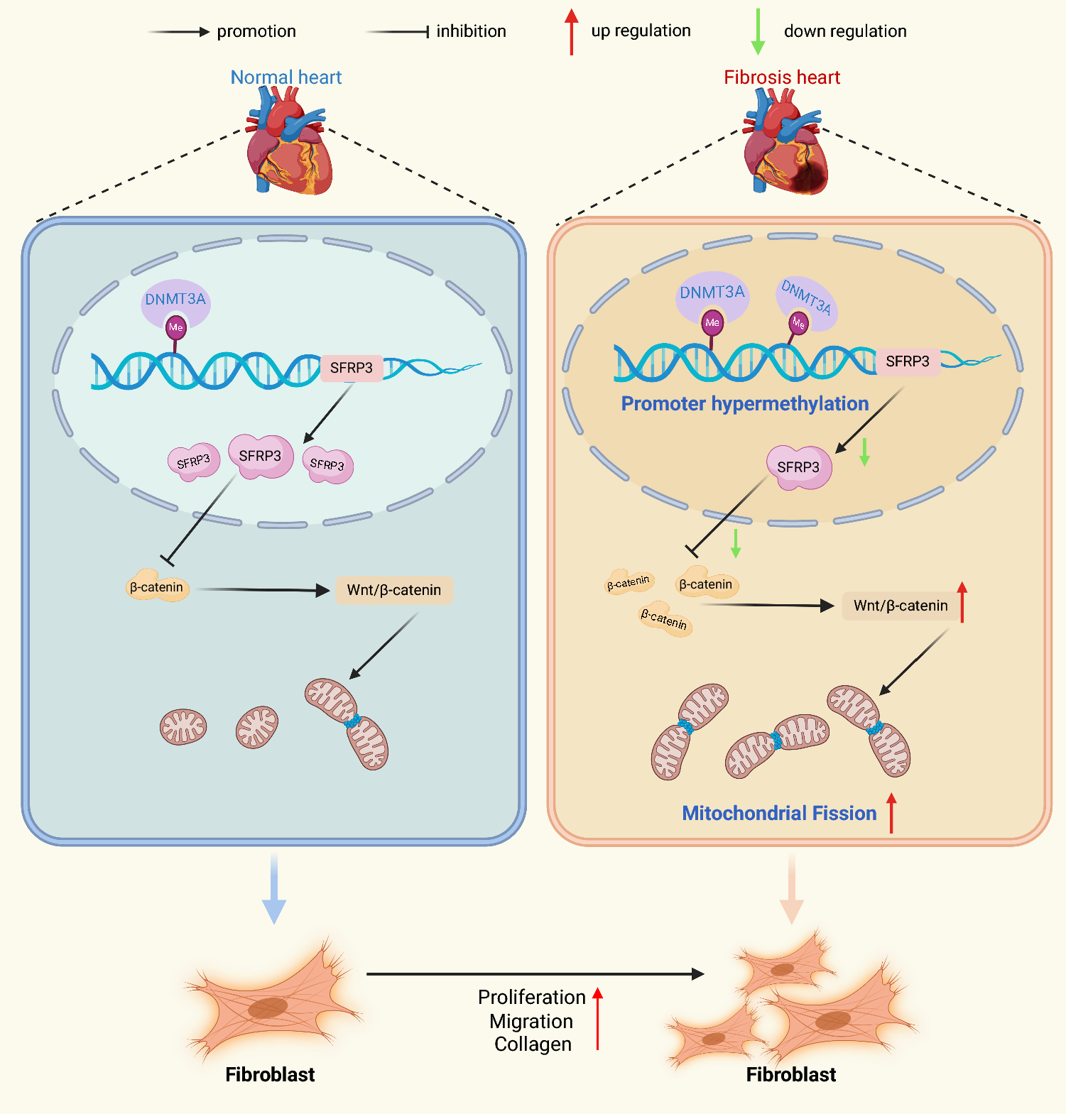 Epigenetic regulation of mitochondrial fission and cardiac fibrosis via sFRP3 promoter methylation