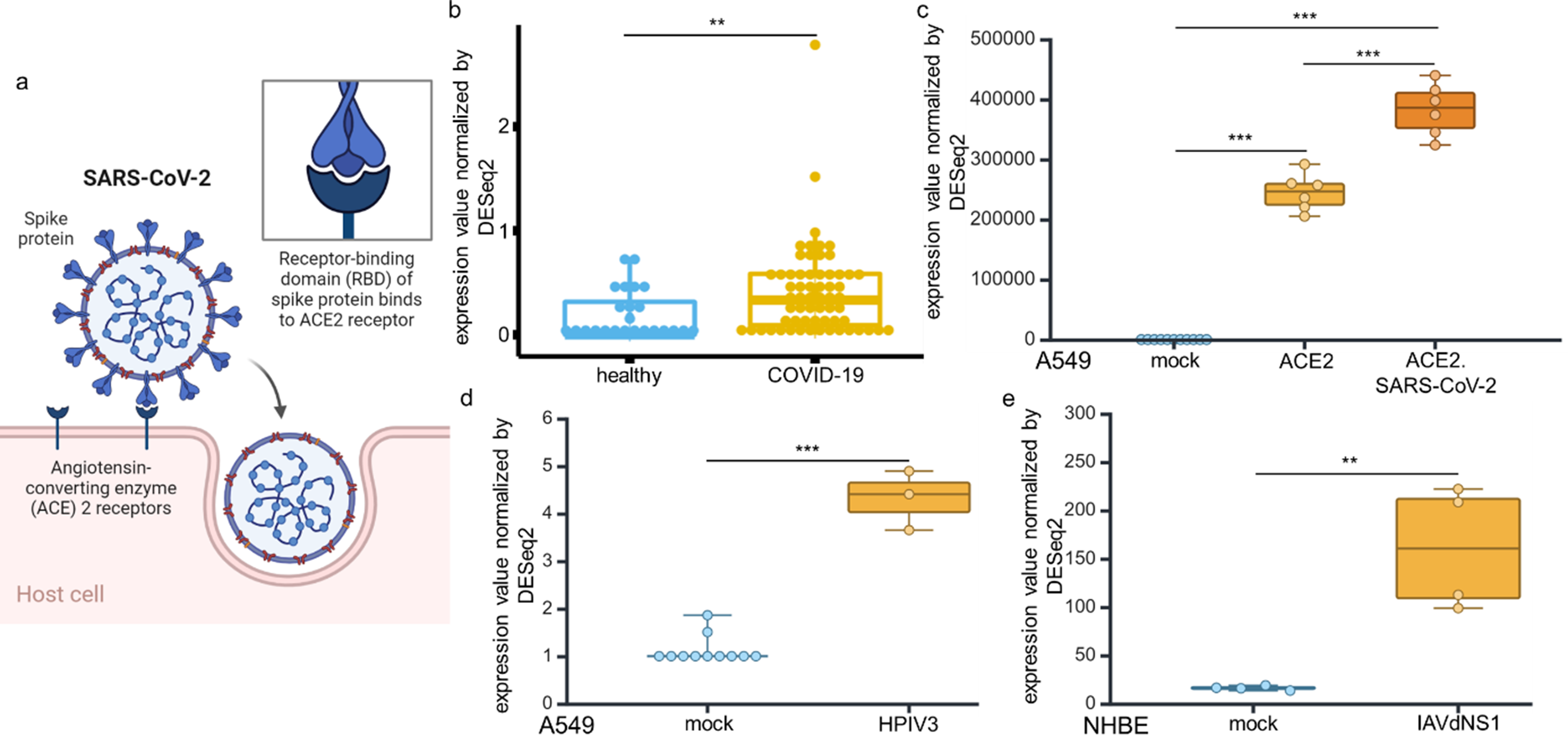 Altered ACE2 and interferon landscape in the COVID-19 microenvironment correlate with the anti-PD-1 response in solid tumors