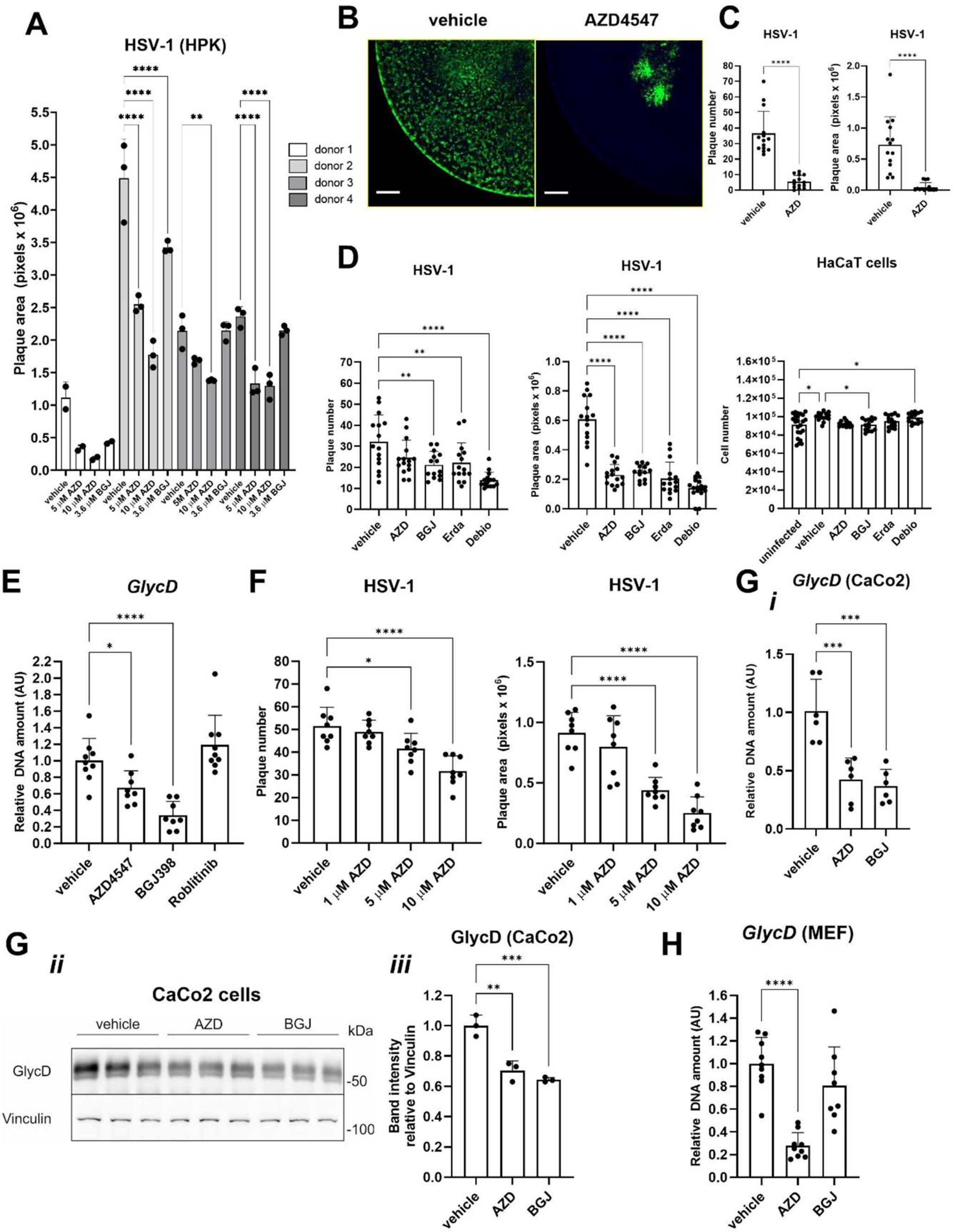 FGF receptor kinase inhibitors exhibit broad antiviral activity by targeting Src family kinases