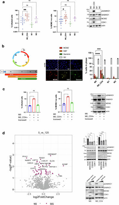 CD4 T cell contact drives macrophage cell cycle G0-G1 transition