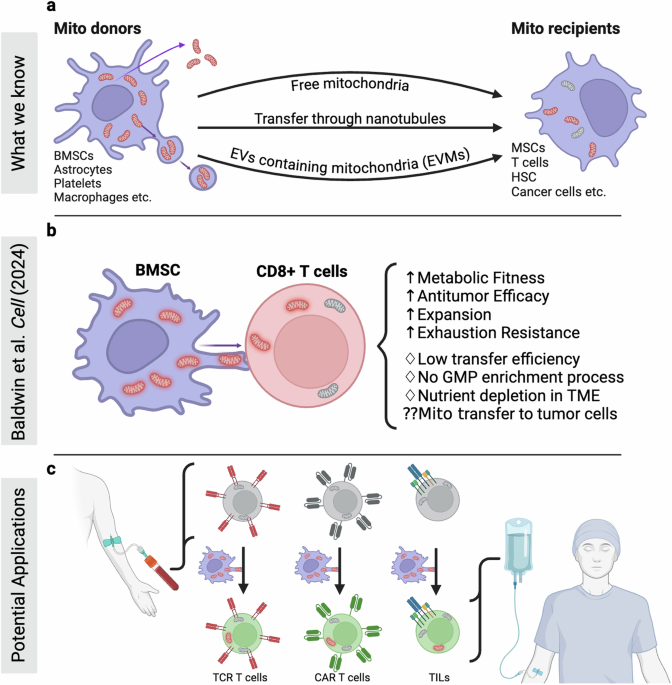 Bridge over troubled cells: bone marrow stromal cells transfer mitochondria to boost T cells