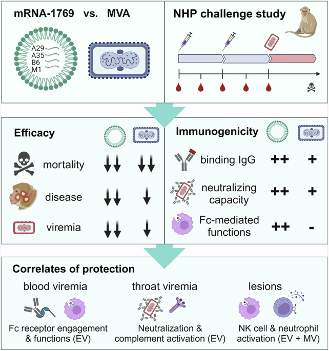 Correction: Next-generation mpox vaccines: efficacy of mRNA-1769 compared to modified vaccinia virus Ankara in non-human primates