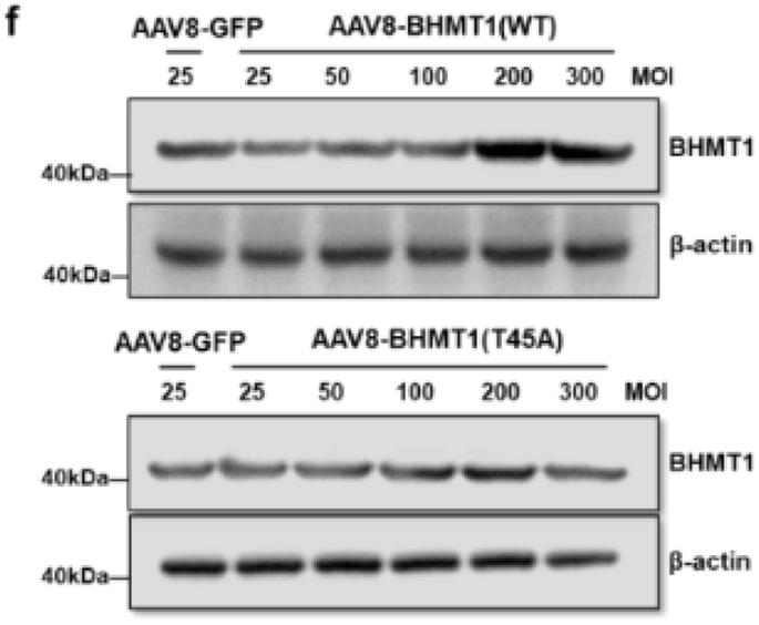 Correction: Ribosomal modification protein rimK-like family member A activates betaine-homocysteine S-methyltransferase 1 to ameliorate hepatic steatosis