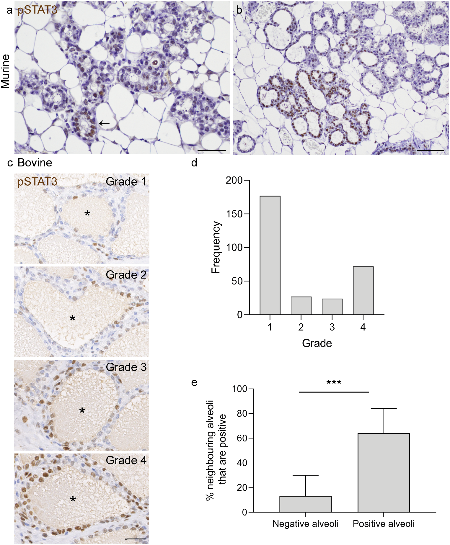 In the Murine and Bovine Maternal Mammary Gland Signal Transducer and Activator of Transcription 3 is Activated in Clusters of Epithelial Cells around the Day of Birth