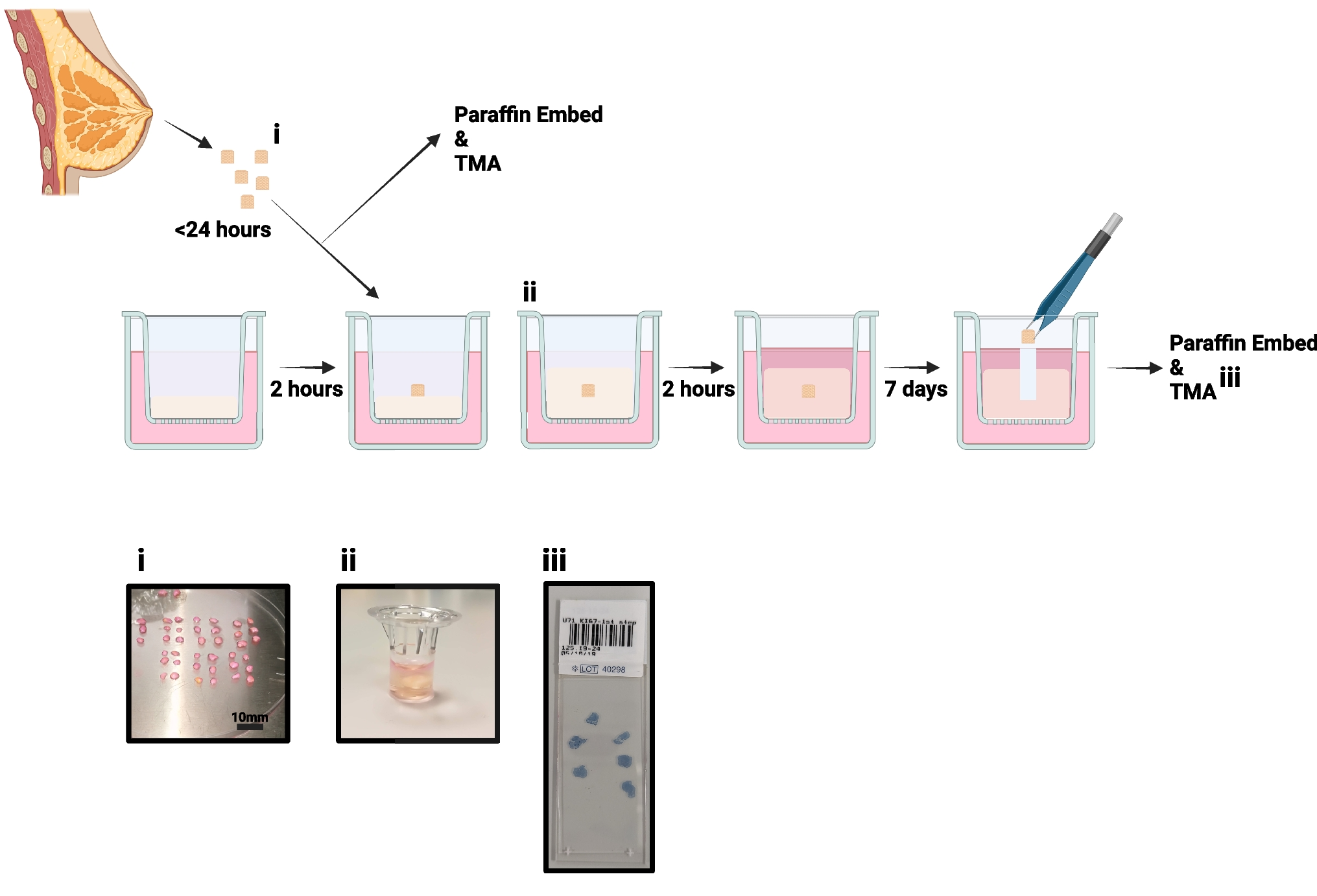 A novel preclinical model of the normal human breast