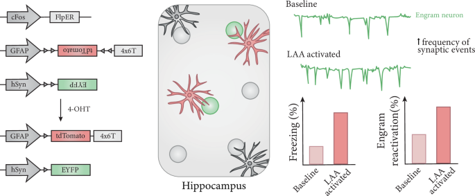 Astrocytes: emerging stars of engrams