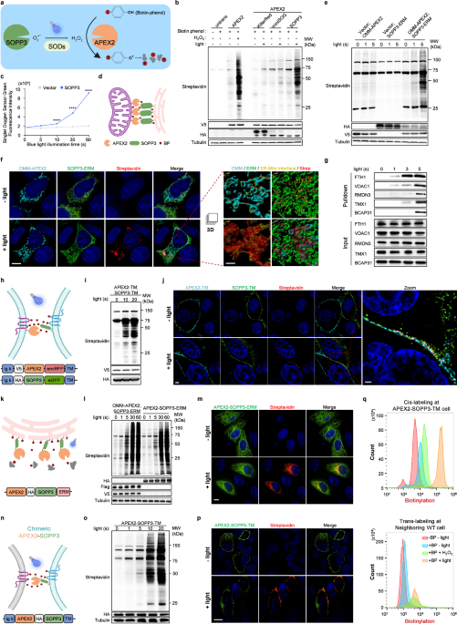 Photoactivated SOPP3 enables APEX2-mediated proximity labeling with high spatio-temporal resolution in live cells