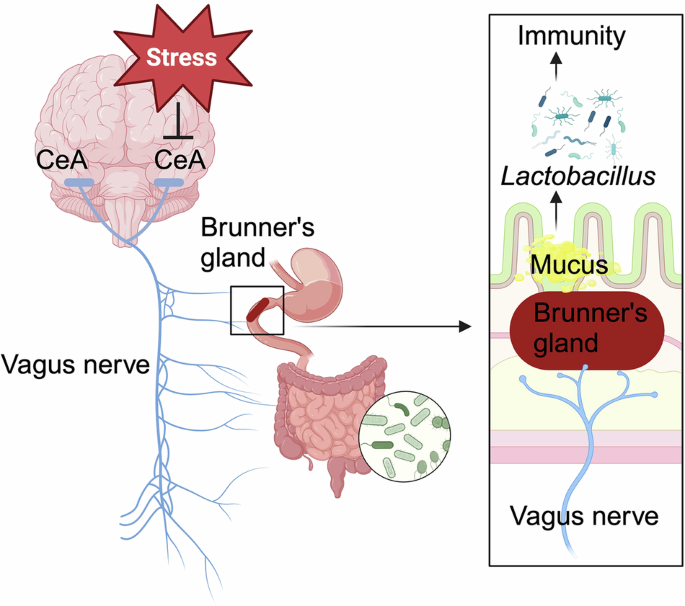 Stressing out the intestinal microbiota via a brain-neuroglandular circuit