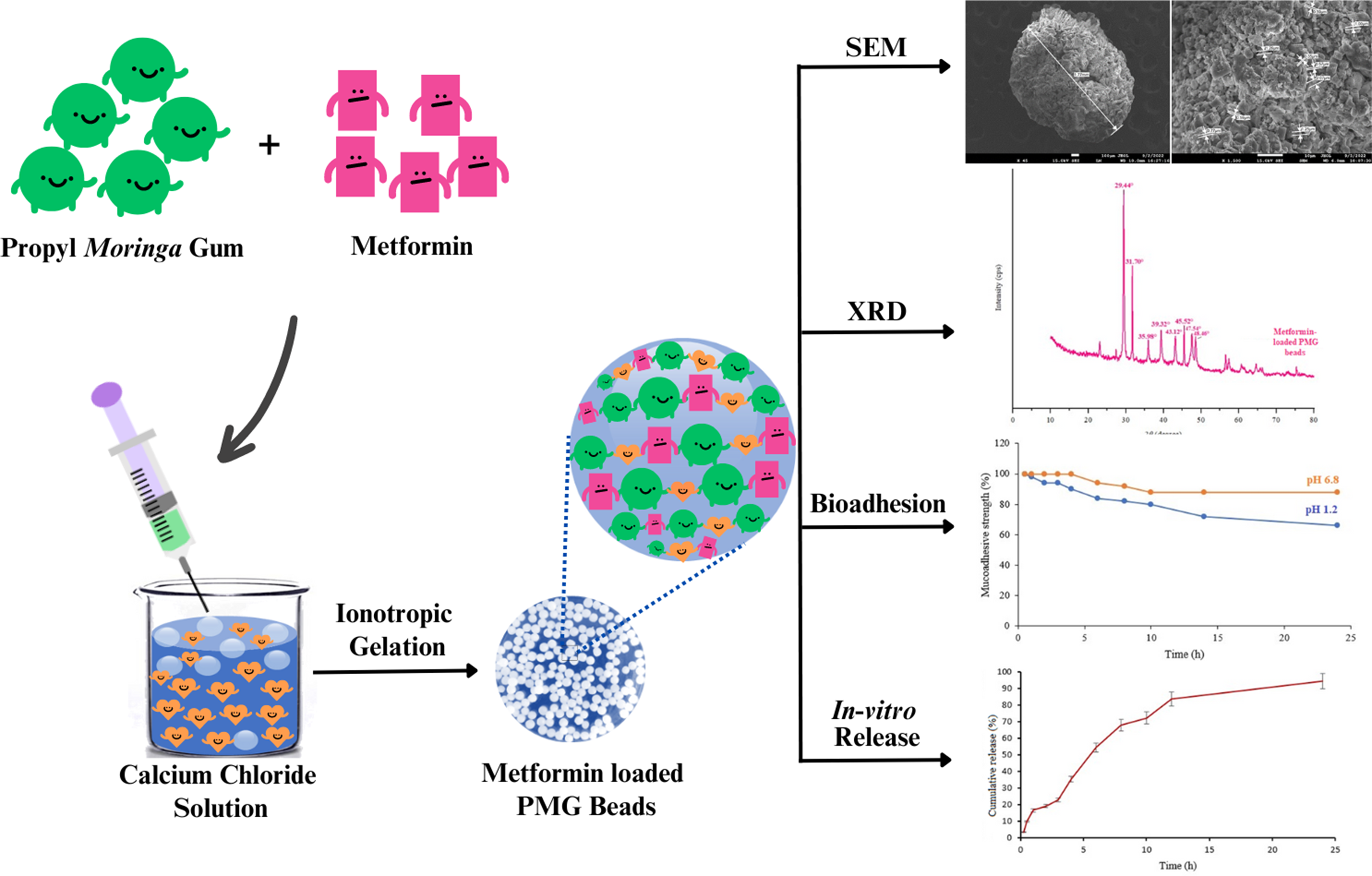 Formulation Optimization of Metformin-Loaded Propyl Moringa Gum Beads