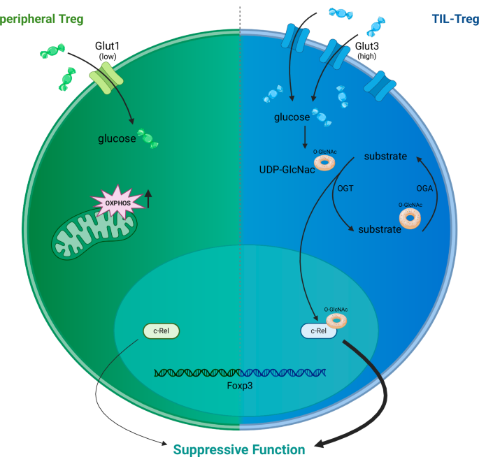 A special RELationship between sugar and tumor-infiltrating regulatory T cells