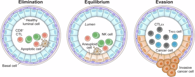 Effective immunosurveillance of clonally expanded mammary aneuploid cells