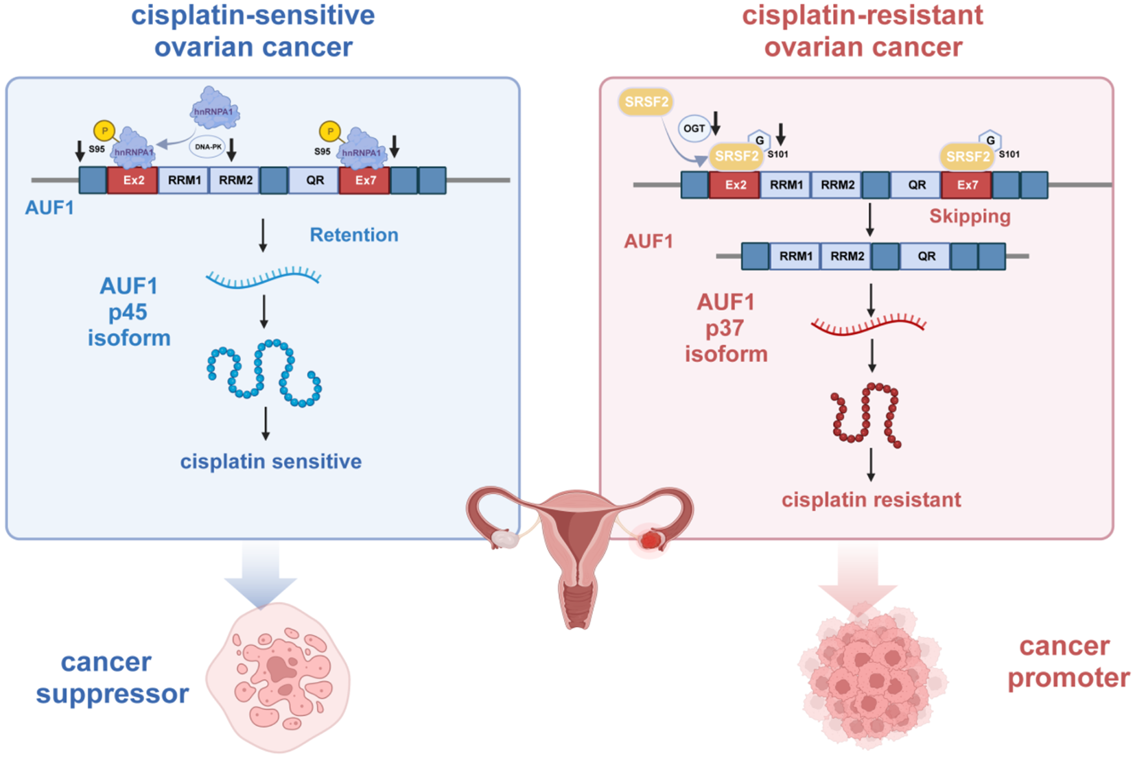 Regulation of AUF1 alternative splicing by hnRNPA1 and SRSF2 modulate the sensitivity of ovarian cancer cells to cisplatin