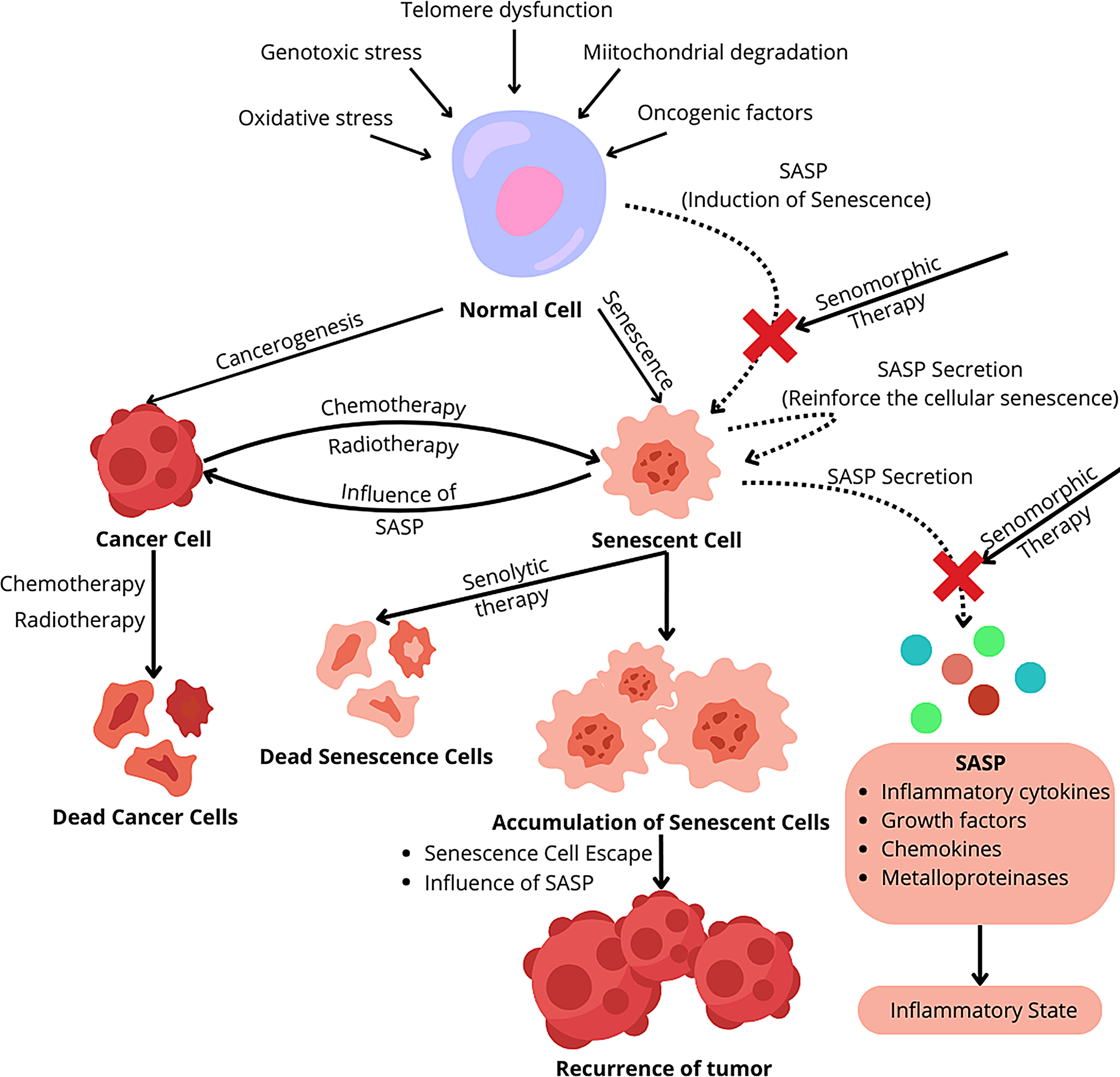 Senolytics: charting a new course or enhancing existing anti-tumor therapies?