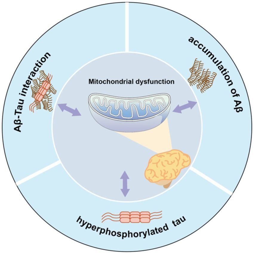 Mitochondrial dysfunction and Alzheimer’s disease: pathogenesis of mitochondrial transfer