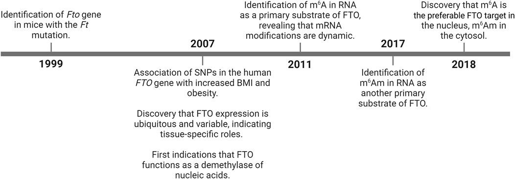 FTO in health and disease