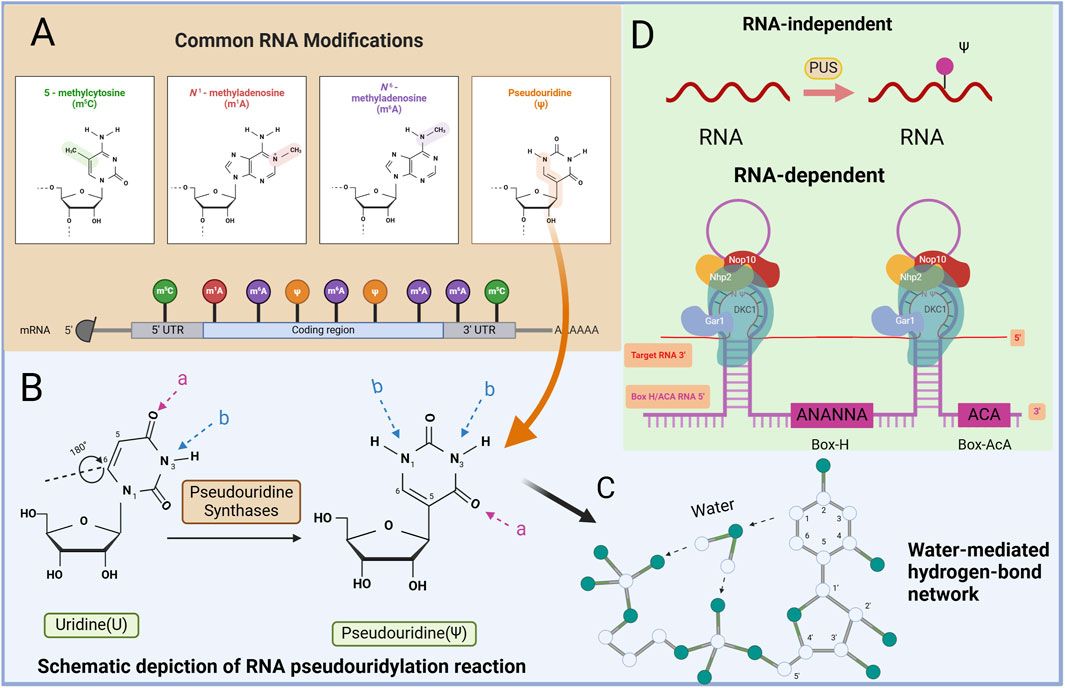Advancements in pseudouridine modifying enzyme and cancer