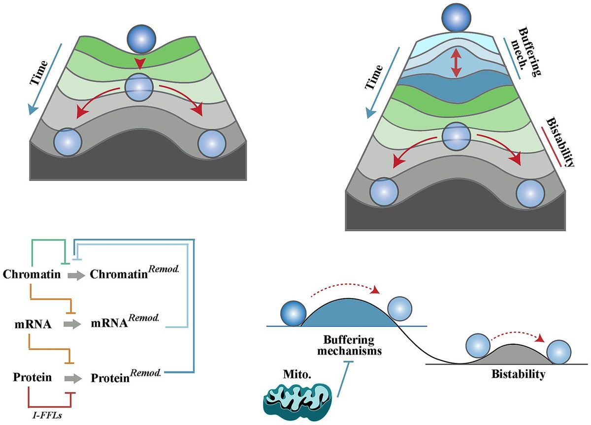 Neural differentiation in perspective: mitochondria as early programmers