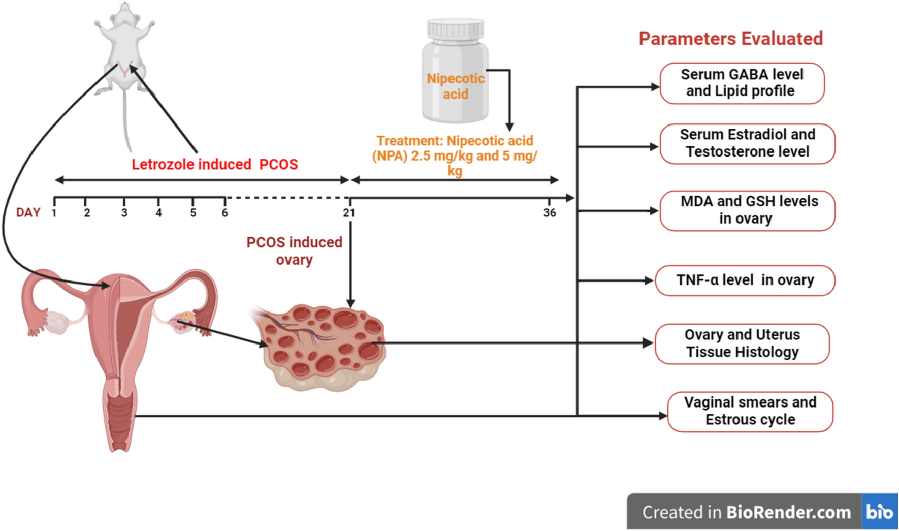 Nipecotic Acid Ameliorates Letrozole Induced Poly Cystic Ovarian Syndrome in Female Virgin Wistar Rats by Modulating Hypothalamic-Pituitary-Gonadal (HPG) Axis Regulated by GABA