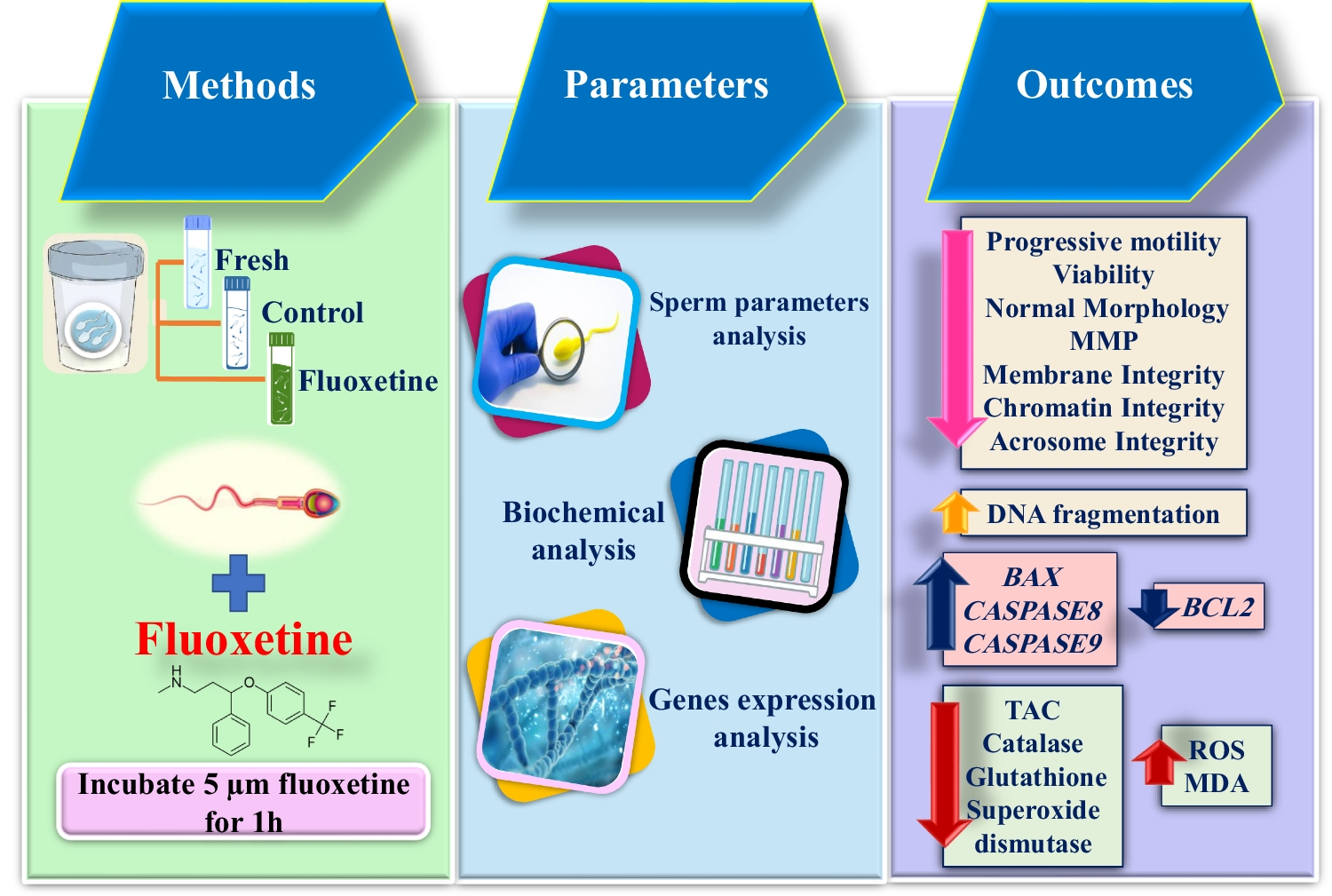Fluoxetine Mitigates Human Sperm Quality by Disrupting the Antioxidant Defense System and Altering the Expression of Apoptosis-Related Genes: An In Vitro Study