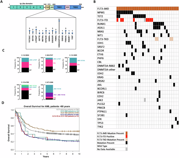 Prognostic, biological, and structural implications of FLT3-JMD point mutations in acute myeloid leukemia: an analysis of Alliance studies