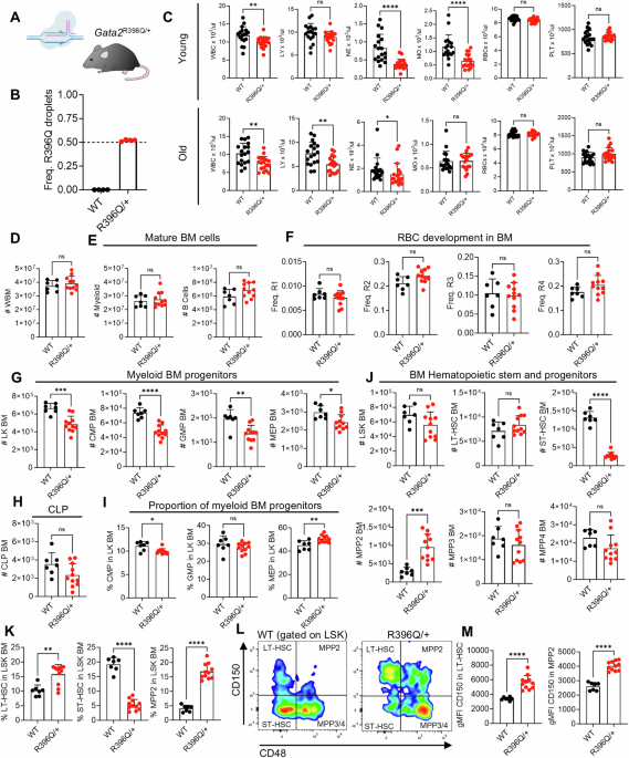 Modeling GATA2 deficiency in mice: the R396Q mutation disrupts normal hematopoiesis