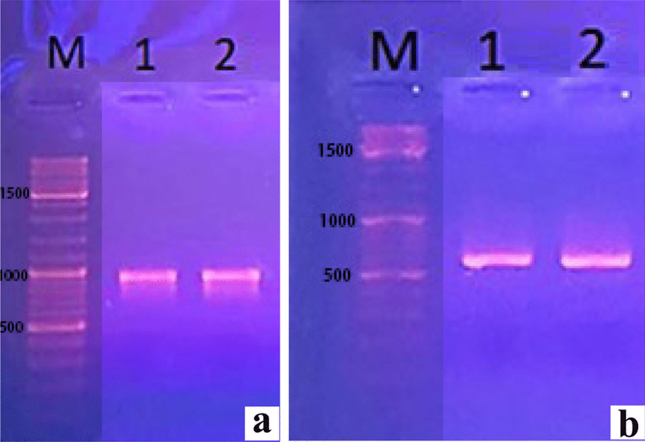 DNA barcoding of Spiraea hypericifolia L. and development of an efficient micropropagation using nodal explant: an economically important ornamental and medicinal shrub of Eurasian areal