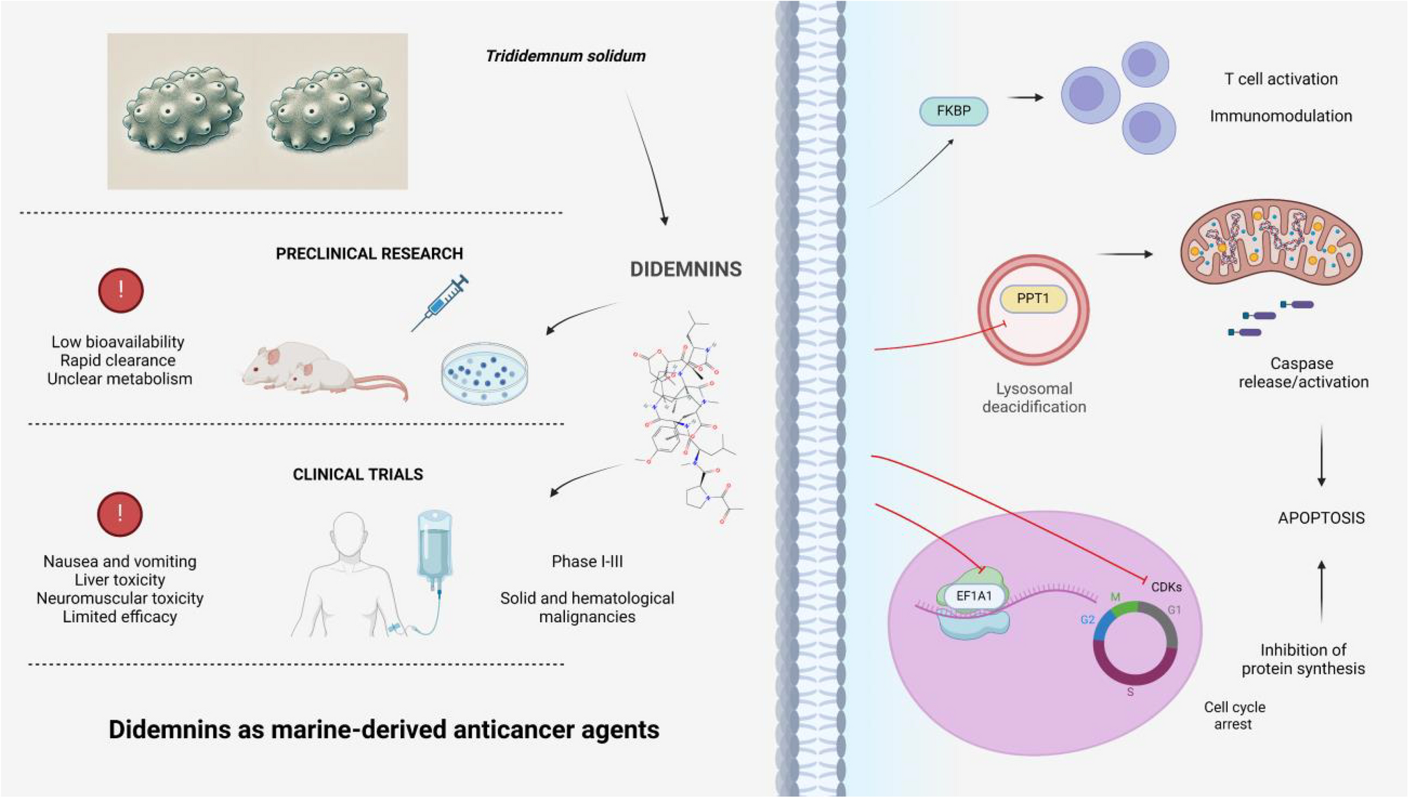 Didemnins as marine-derived anticancer agents: mechanistic insights and clinical potential
