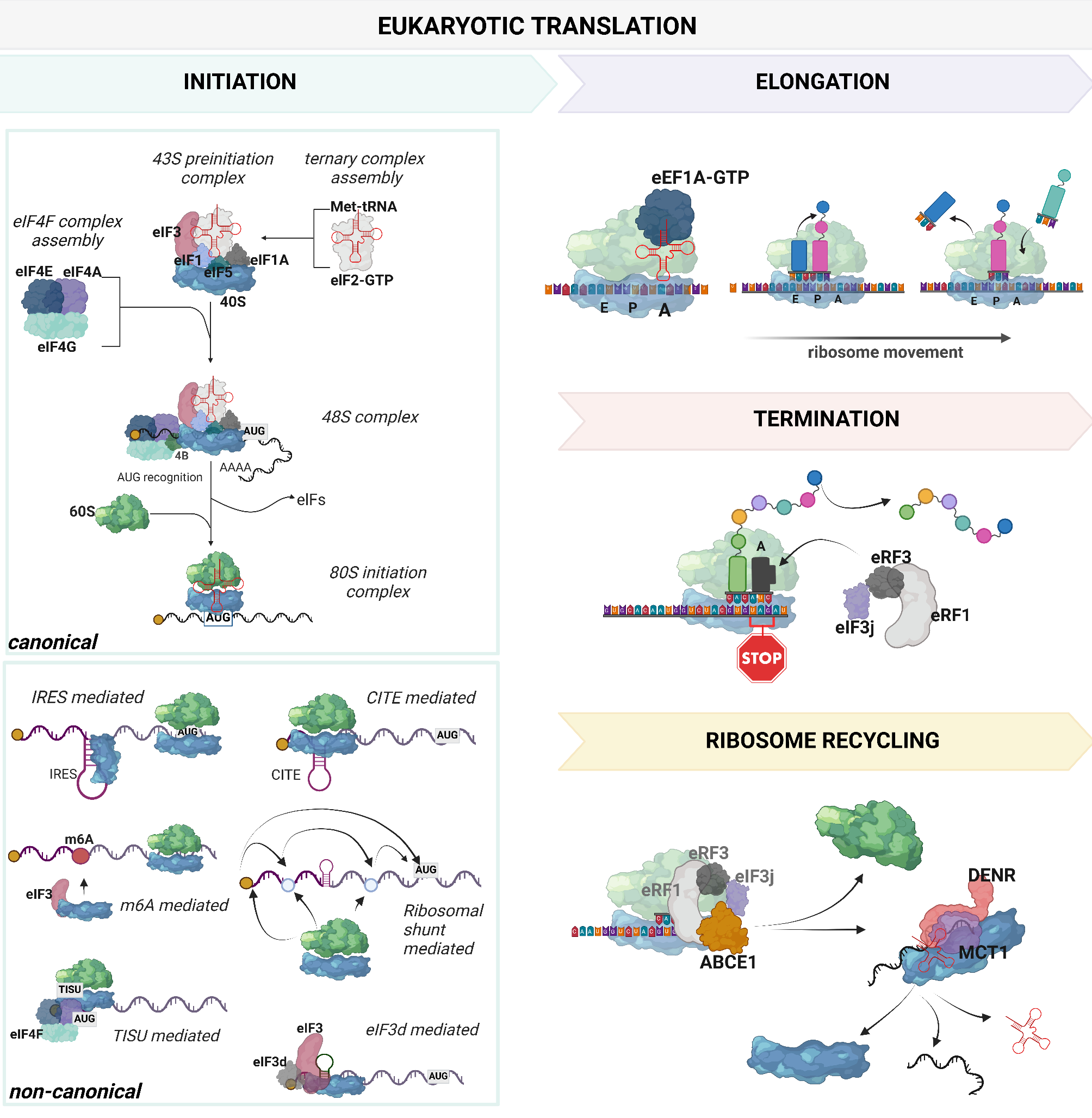 lncRNAs: the unexpected link between protein synthesis and cancer adaptation