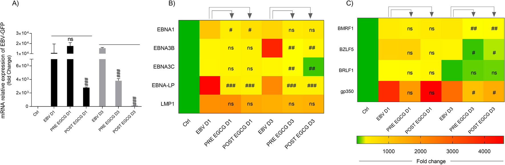 Interpreting the role of epigallocatechin-3-gallate in Epstein-Barr virus infection-mediated neuronal diseases
