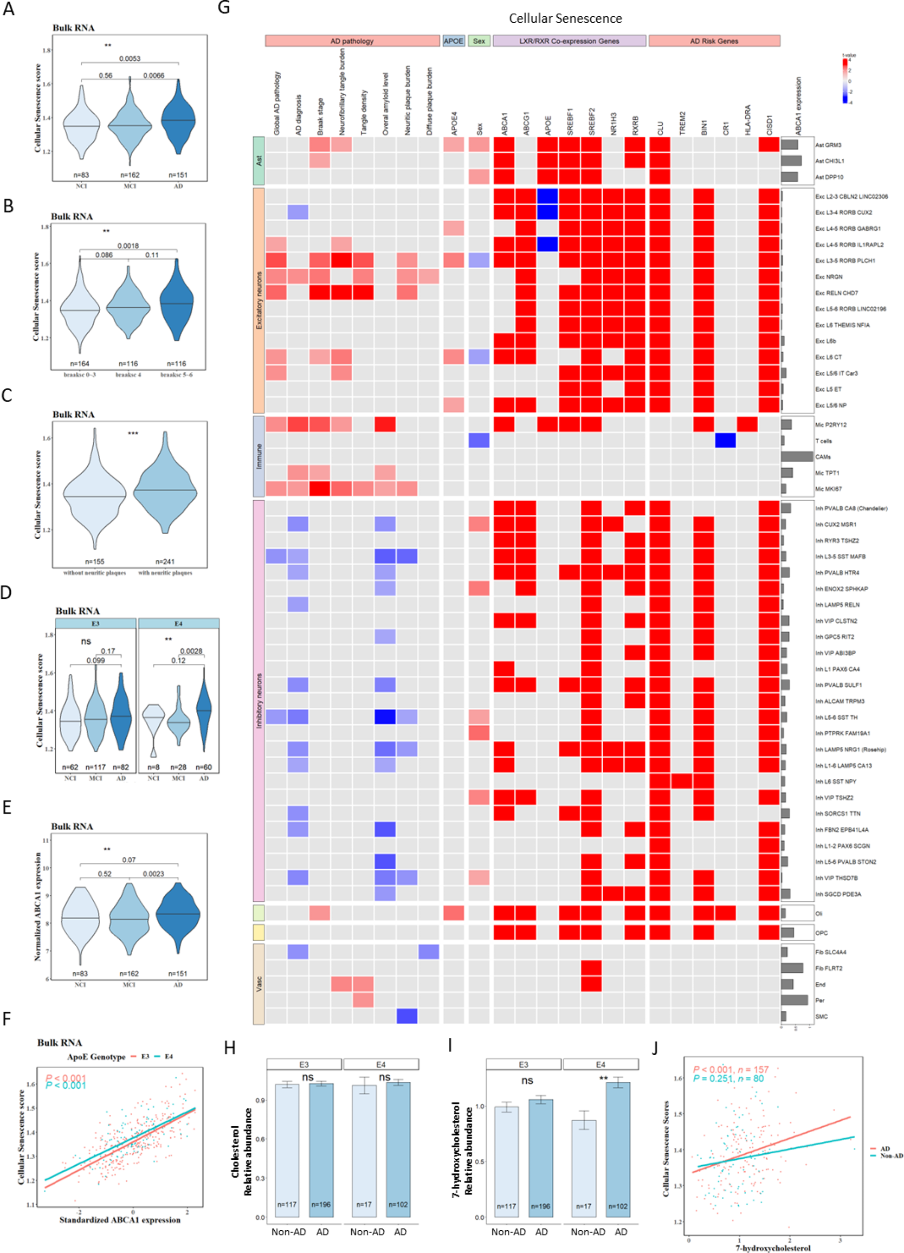Cellular senescence induced by cholesterol accumulation is mediated by lysosomal ABCA1 in APOE4 and AD
