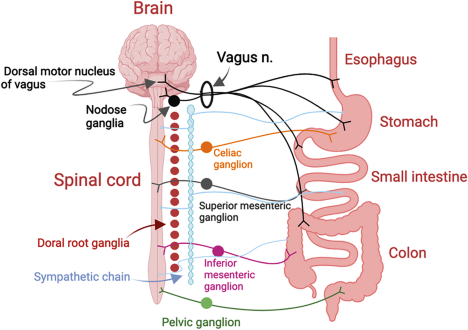 Lewy body diseases and the gut