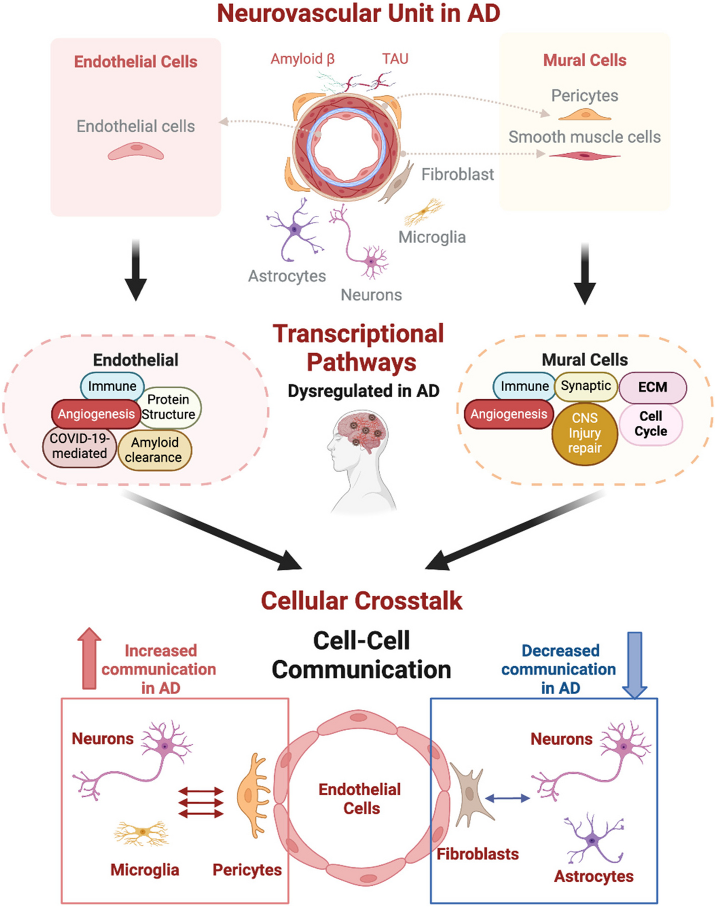 Cell-specific transcriptional signatures of vascular cells in Alzheimer’s disease: perspectives, pathways, and therapeutic directions