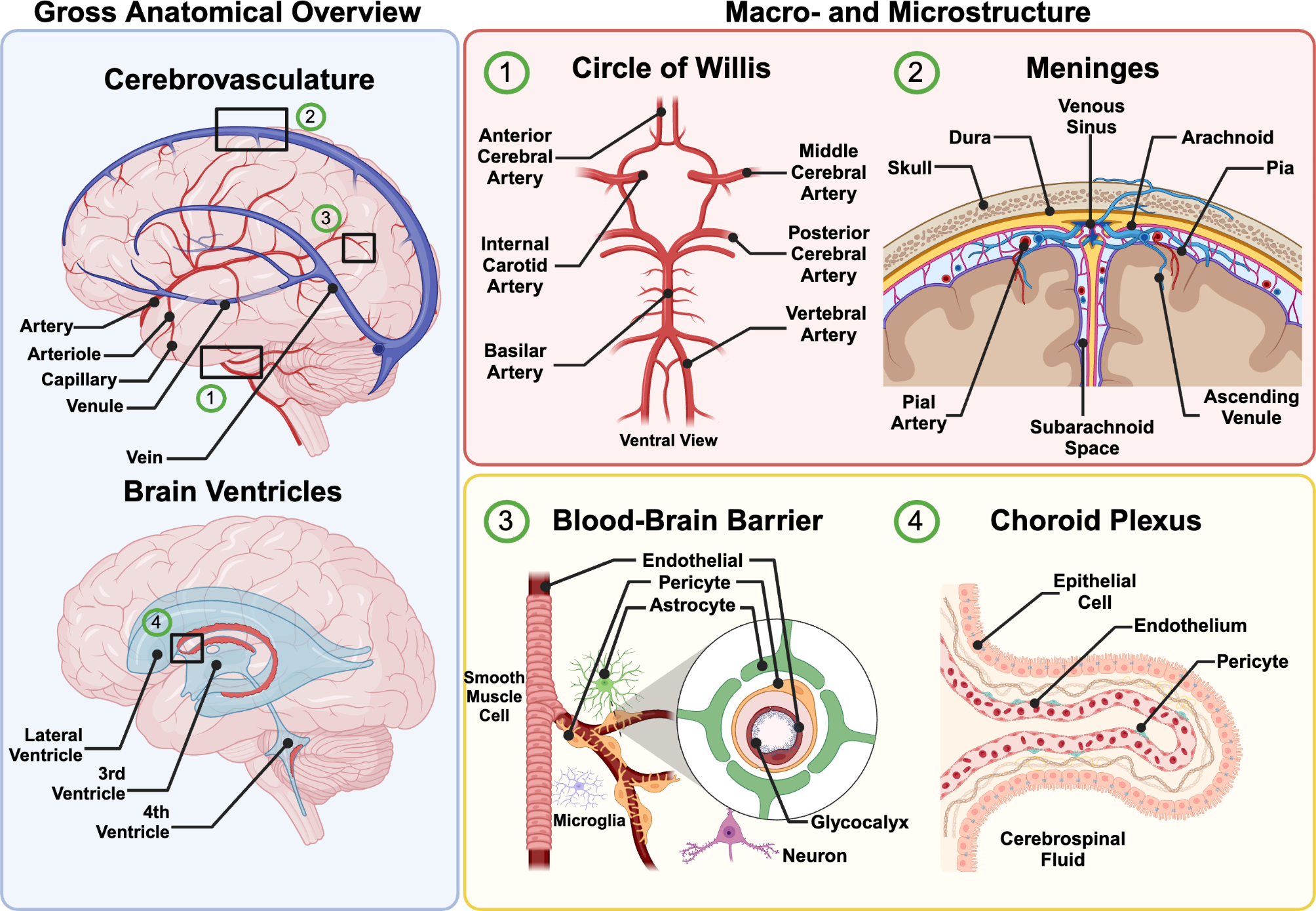 Molecular and cellular characteristics of cerebrovascular cell types and their contribution to neurodegenerative diseases