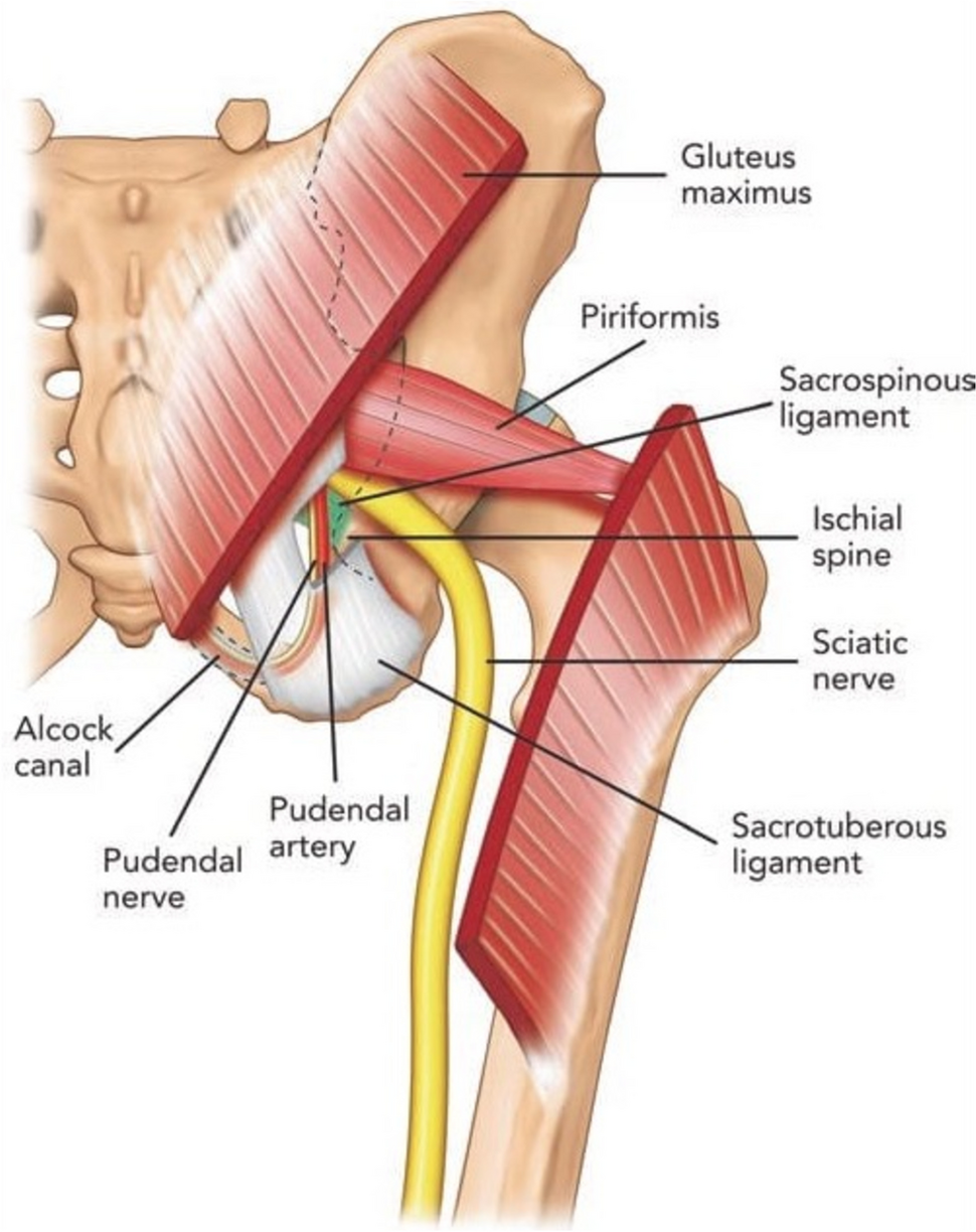 Pudendal Neuralgia: A Review of the Current Literature