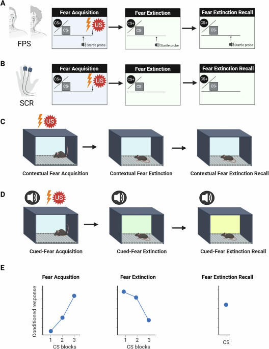Stress-induced changes in the molecular processes underlying fear memories: implications for PTSD and relevant animal models