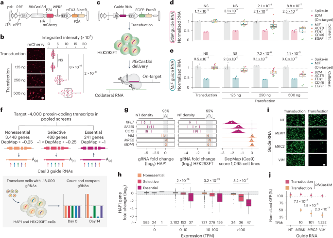 Precise RNA targeting with CRISPR–Cas13d
