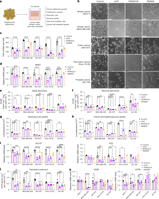 Implantation of engineered adipocytes suppresses tumor progression in cancer models