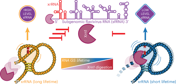 Lifetime of ground conformational state determines the activity of structured RNA