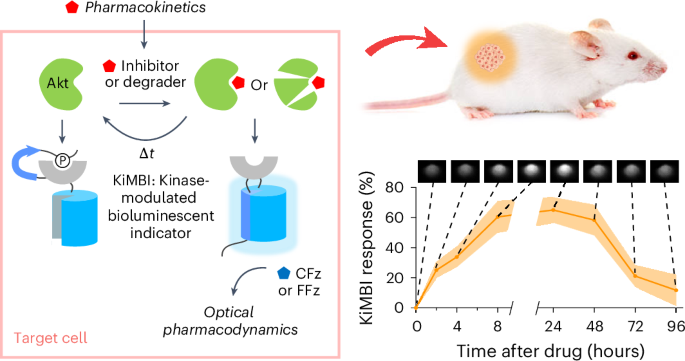 Pharmacodynamics of Akt drugs revealed by a kinase-modulated bioluminescent indicator