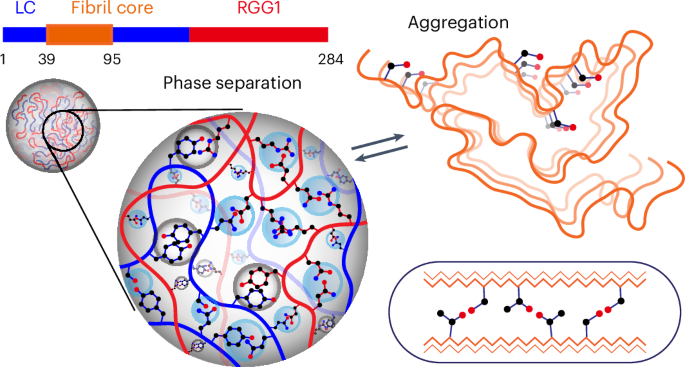 Expanding the molecular grammar of polar residues and arginine in FUS phase separation
