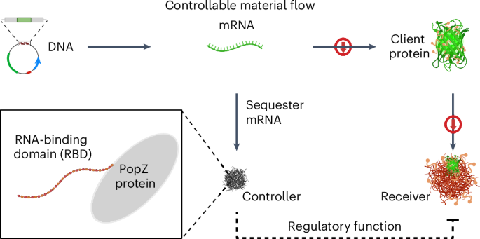 Programming biological communication between distinct membraneless compartments