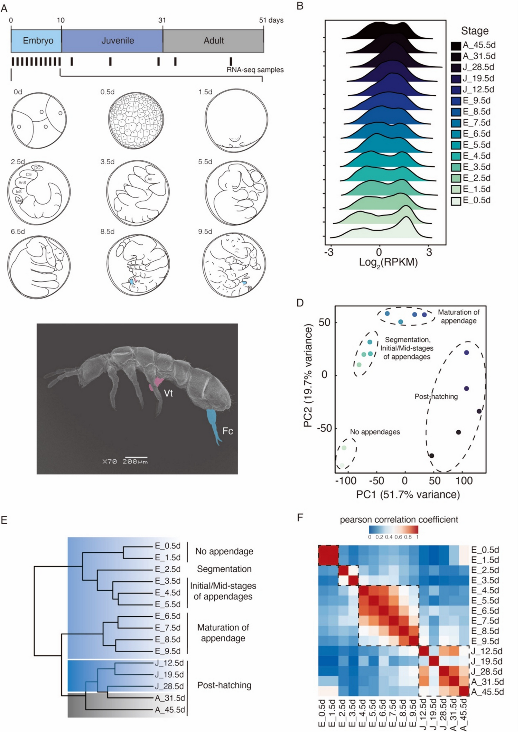 The functional evolution of collembolan Ubx on the regulation of abdominal appendage formation